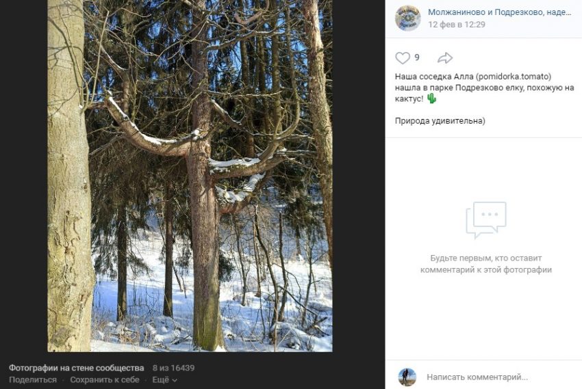 Под старой елью нашли 117. Кактусные елки в парке Галицкого.