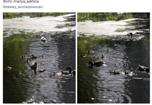 Фото дня: молжаниновские утки